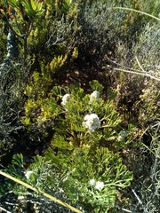 Paranomus abrotanifolius