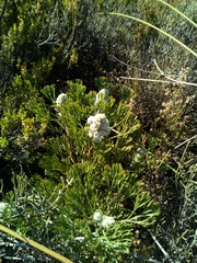 Paranomus abrotanifolius