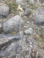 Antennaria pulcherrima