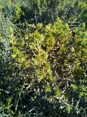 Cliffortia perpendicularis