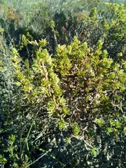 Cliffortia perpendicularis