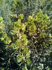 Cliffortia perpendicularis