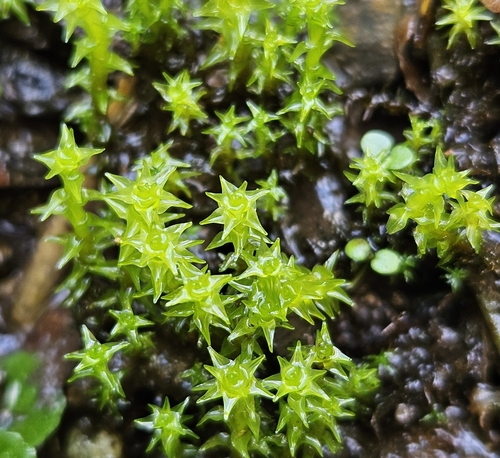 Image of Diobelonella palustris by (c) Helen Waterman, some rights reserved (CC BY)