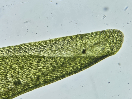 Image of Diobelonella palustris by (c) Helen Waterman, some rights reserved (CC BY)