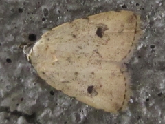 Anachrostis nigripunctalis