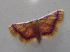 Idaea muricata
