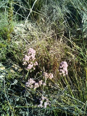 Agathosma serpyllacea