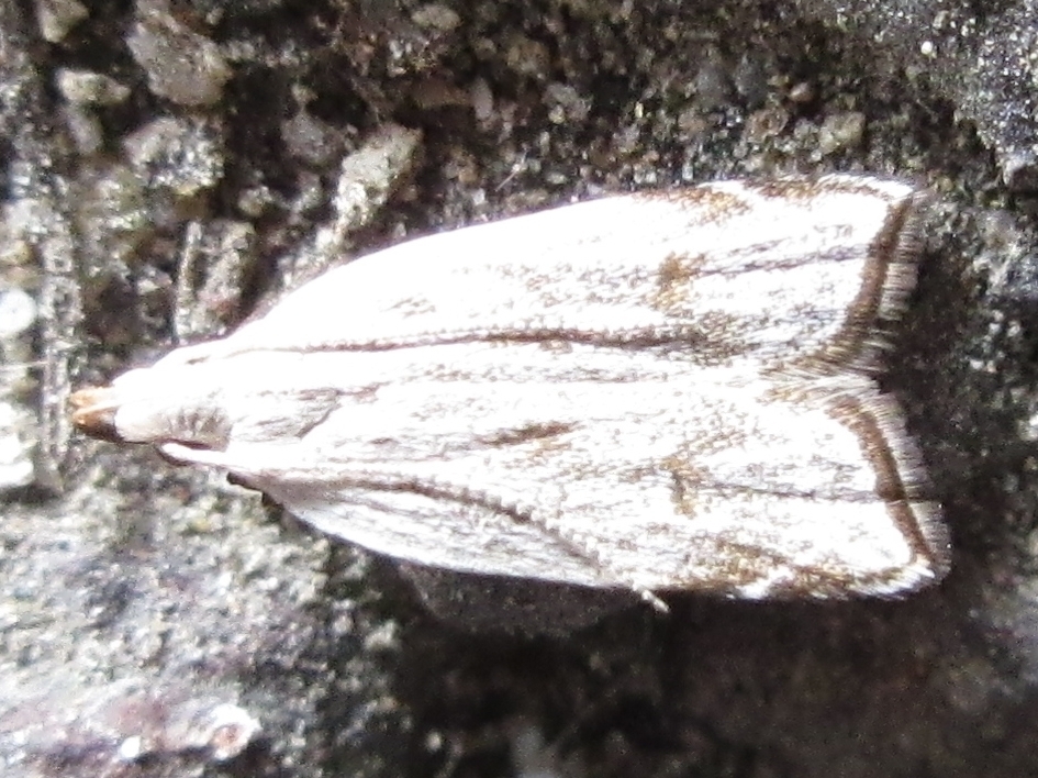 Dichomeris autometra