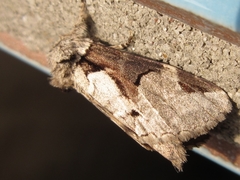 Wilemanus bidentatus