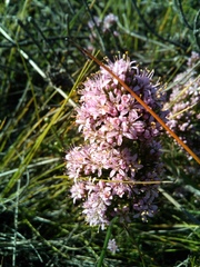 Agathosma serpyllacea
