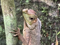 Lyriocephalus scutatus