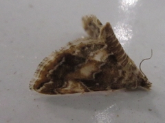 Elophila turbata