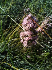 Agathosma serpyllacea