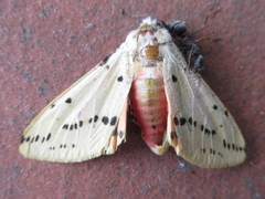 Spilarctia seriatopunctata