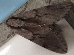 Sphinx morio arestus