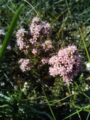 Agathosma serpyllacea