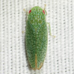 Rugosana