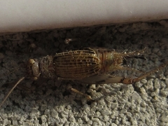Svistella bifasciata