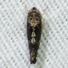 Prescottia brickellia