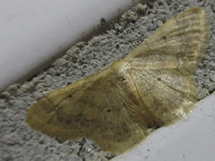 Idaea biselata