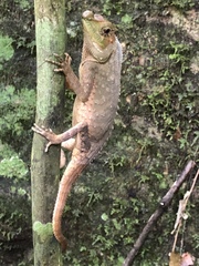 Lyriocephalus scutatus