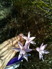 Hesperantha fibrosa