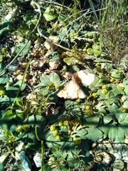 Euphorbia ecklonii