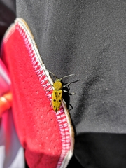 Chlorophorus glabromaculatus