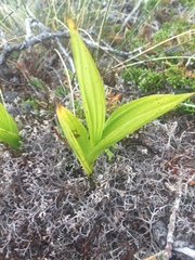 Cypripedium parviflorum