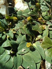 Euphorbia ecklonii