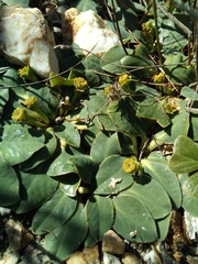 Euphorbia ecklonii