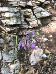 Allium carinatum pulchellum