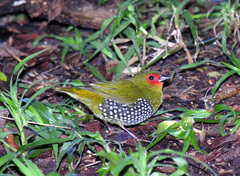 Mandingoa nitidula nitidula