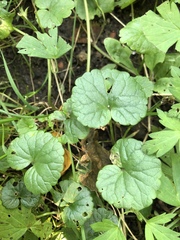 Glechoma hederacea
