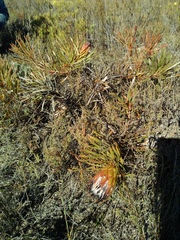 Protea pudens