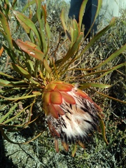 Protea pudens