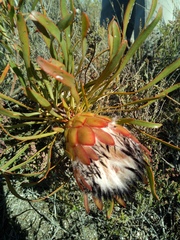 Protea pudens