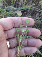 Trifolium barbigerum
