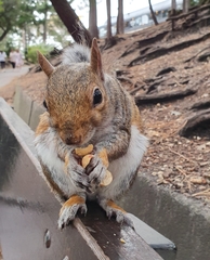 Sciurus carolinensis