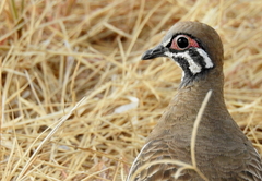 Geophaps scripta