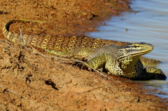 Varanus panoptes
