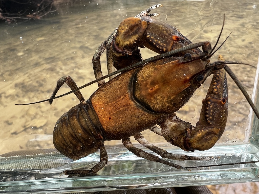 Coalfields Crayfish