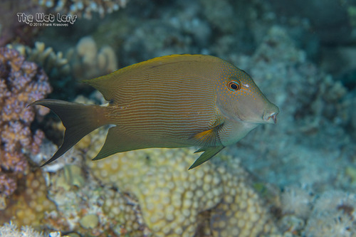 Lined Bristletooth — seen at this dive site