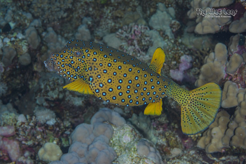 Yellow Boxfish — seen at this dive site