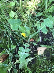 Sonchus oleraceus