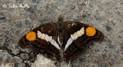 Doxocopa