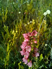 Erica elimensis