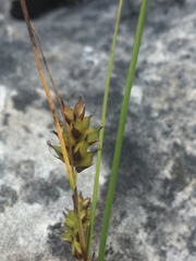 Carex oligosperma