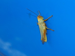 Hieroglyphus annulicornis