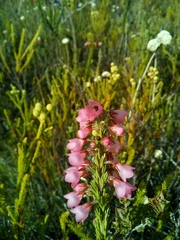 Erica elimensis